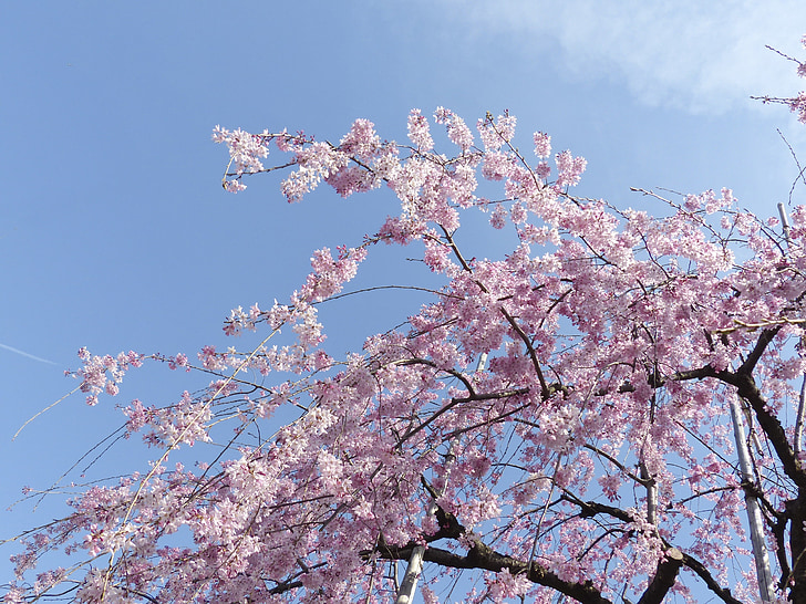 Sakura, Japan, Tokyo, bloem, natuur, Cherry, Blossom