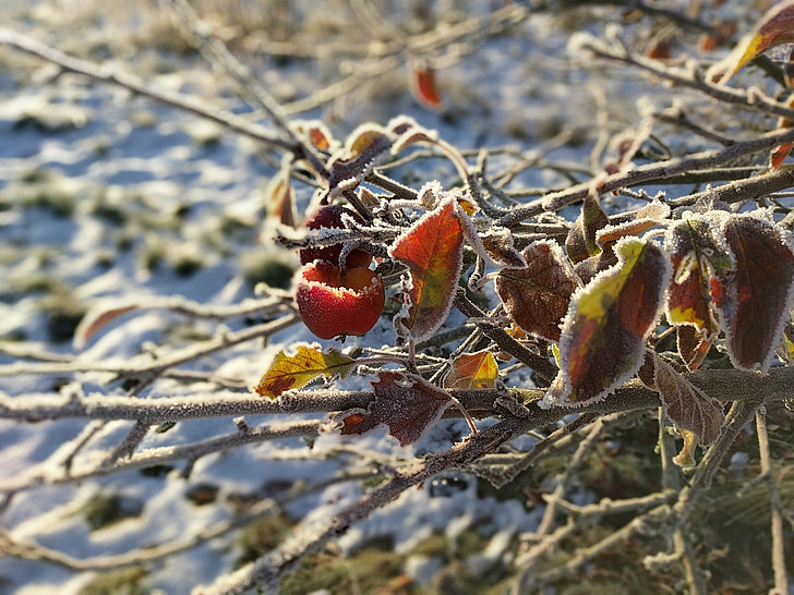 apple branch, rime, eaten apple, sun and ice, frost, winter