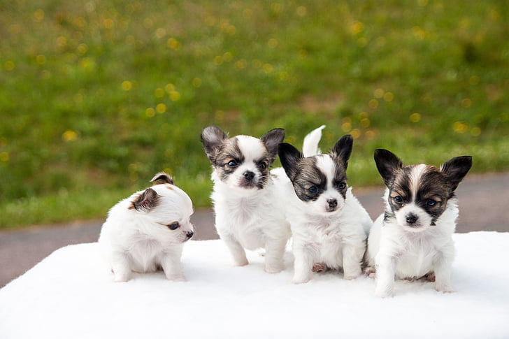 кученца, Чихуахуа, животни, кучета, бяло, домашни любимци, Сладък