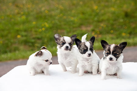 štenci, Chihuahua, životinje, psi, bijeli, Kućni ljubimci, slatka