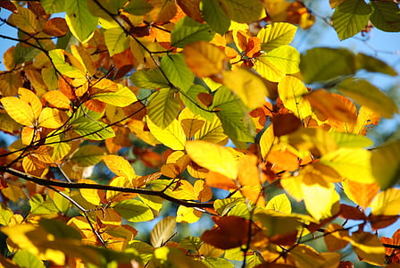 Outono, folhas, luz, natureza, Outono dourado, folha, folhagem de outono