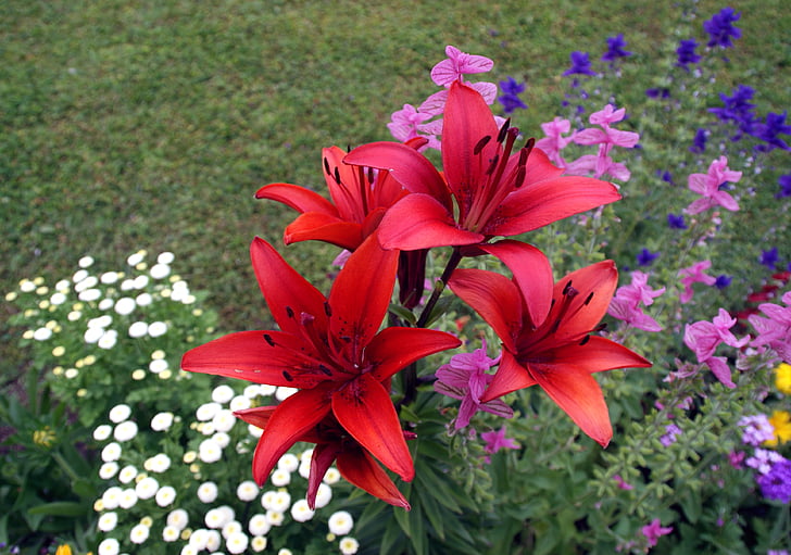 flowers, lilies, iris, nature, meadow, summer, red