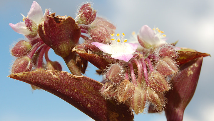 flowers, nature, flower