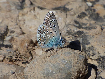 fjäril, blå fjäril, Pseudophilotes panoptes, blaveta av farigola, fjärilsarts