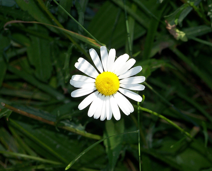 Margarida, flor, blanc, flor, flor, colors, detall
