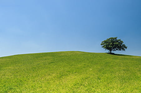 Hill, osamelý, strom, Zelená, lúka, Vonkajší, Horizon