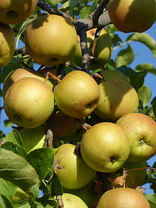 Jabłko, dojrzałe, drzewo, owoce, owoce