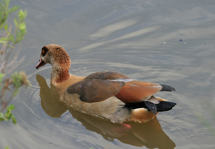 egyptian goose, goose, fowl, browns, buffs, water, pond