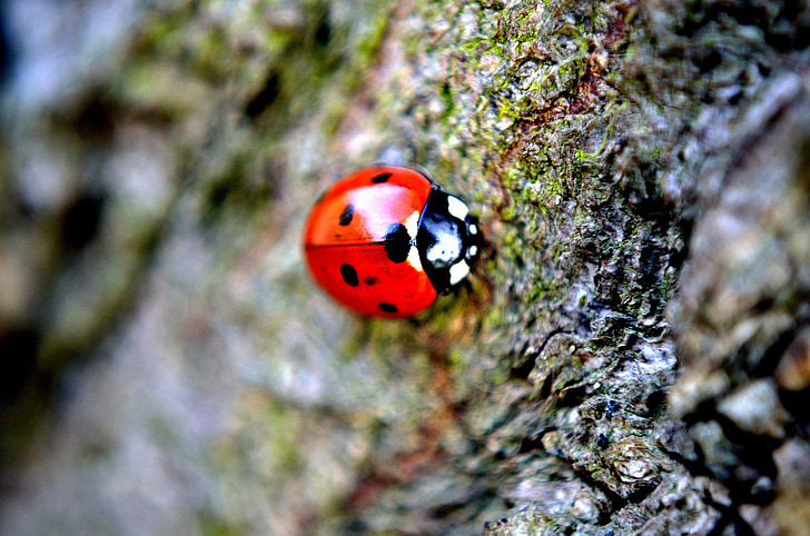 ladybird, macro, insect, animal, red, blue, season
