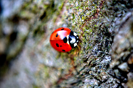 Ladybird, makro, insekt, dyr, rød, blå, sesongen