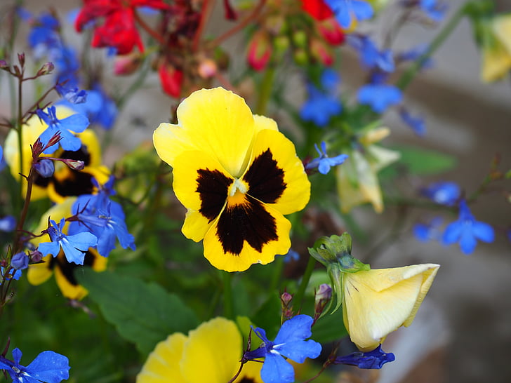 pansy, flower, garden, nature, blooms, full bloom, colored