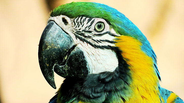 Macaw, geel, Ave, piek, dier, dieren, natuur