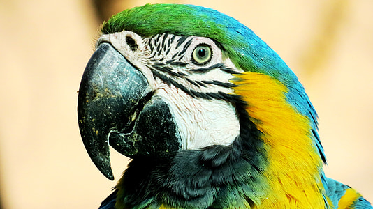 macaw, yellow, ave, peak, animal, animals, nature