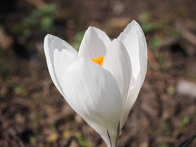 Κρόκος, λουλούδι, άνοιξη, Bühen, λευκό, πολύχρωμο, άνθος