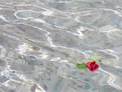 Blume, Rosa, rot, rote Blume, Wasser, Natur