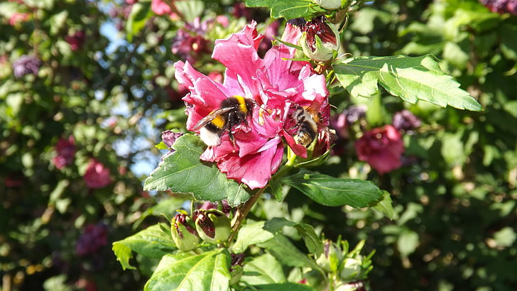 abejorros, Malva, insectos, flor, floración, flor de malva, verano