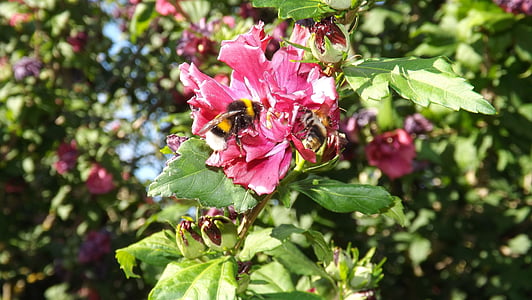 bumblebees, mallow, insect, blossom, bloom, hollyhock flower, summer