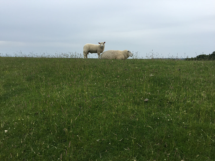 con cừu, đê, Nordfriesland, deichschaf, cừu trên đê, đồng cỏ, Bắc Hải