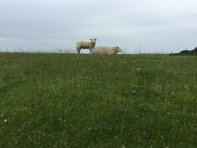 avių, nutekamasis griovys, – Nordfriesland, deichschaf, avys Daika, ganyklos, Šiaurės jūra