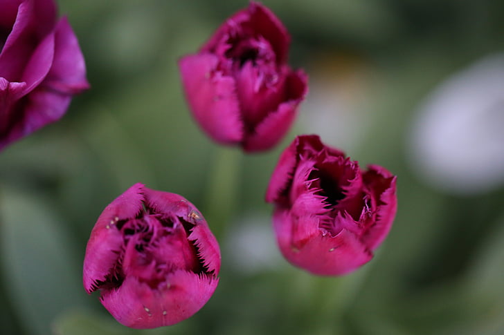 tulipán, virágok, lila, tavaszi, természet, zár, természetes