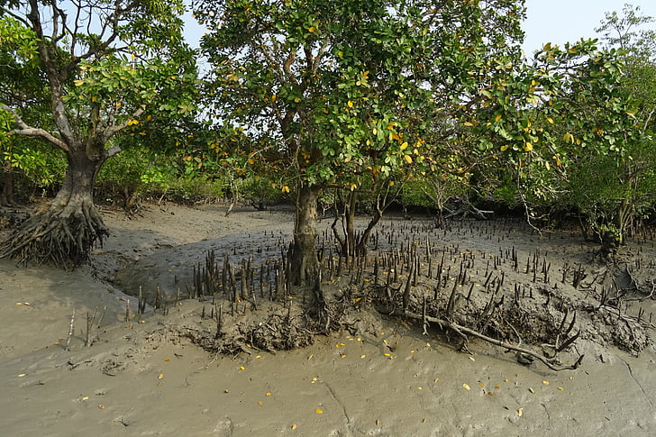 mangrovníky, vzdušné korene, Sundarbans, močiar, Forest, rieka, Ramsarský stránky