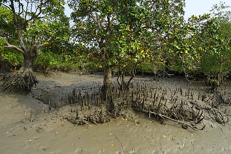mangrove, légi gyökerek, Sundarbans, mocsár, erdő, folyó, Poiplie Ramsar