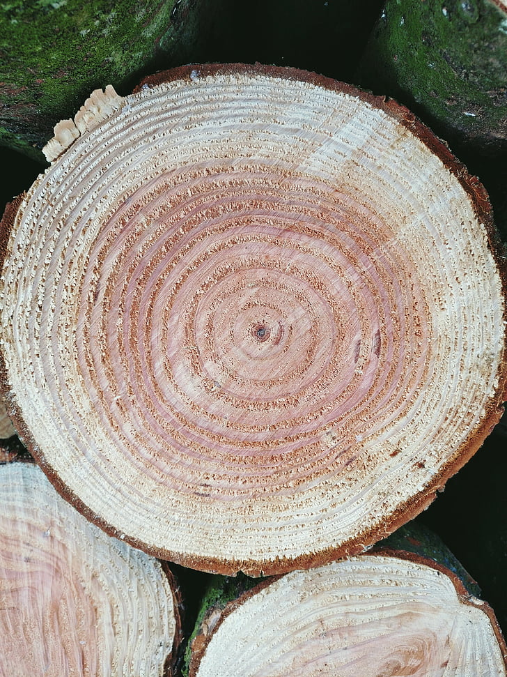 wood, cross section, years, rings, age, bark