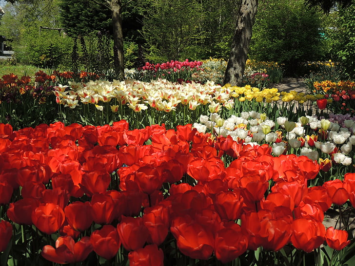 jardin, tulipes, Anna paulowna, jardin de polder