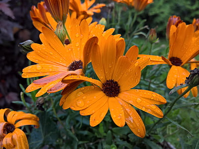 цвете, Ориндж, дъжд, оранжево цвете, Градина, капки, капки дъжд