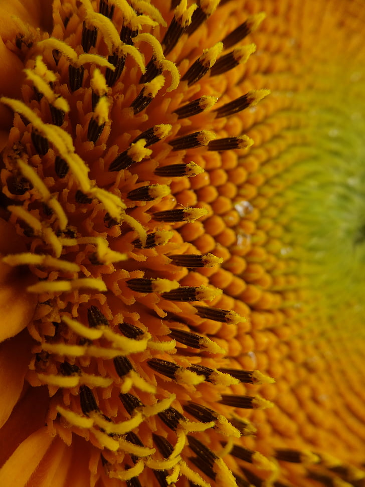 floarea soarelui, floare, vara, Seminte de floarea soarelui, Helianthus, galben, verde