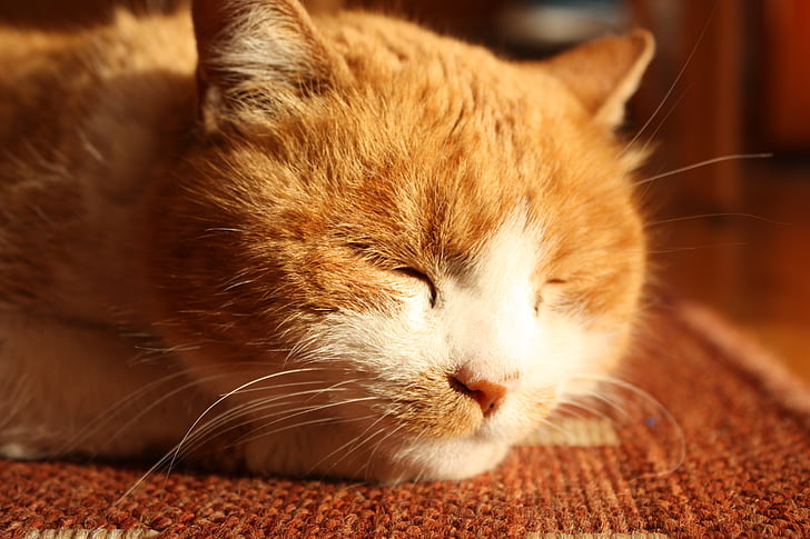 кошка, оранжевый, домашнее животное, Домашняя кошка, животное, Tiger кота
