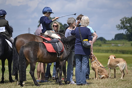 horse, ponies, dogs, riding, countryside, child, equestrian