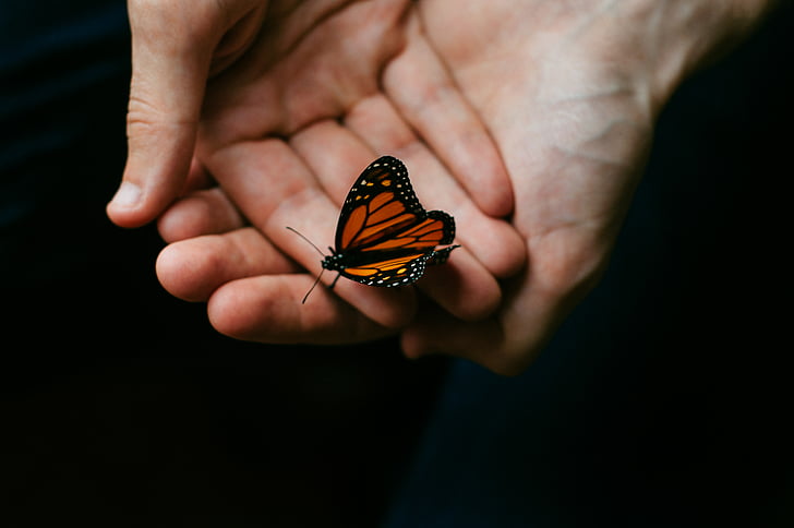 black, orange, butterfly, person, people, hands, hold