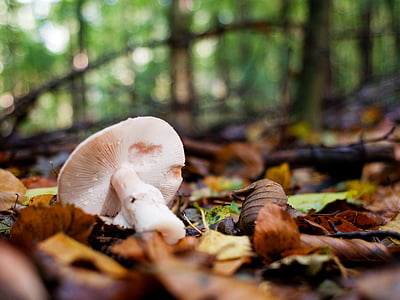 jamur, hutan, musim gugur, Jerman, Niedersachsen, alam