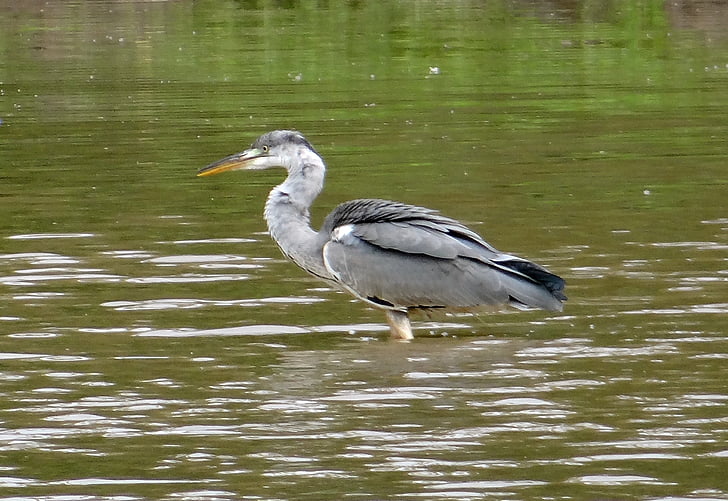 grå heron, Ardea cinerea, hegre, Wader, fuglen, Ardeidae, Karnataka