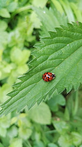 nature, ladybug, plant, beetle