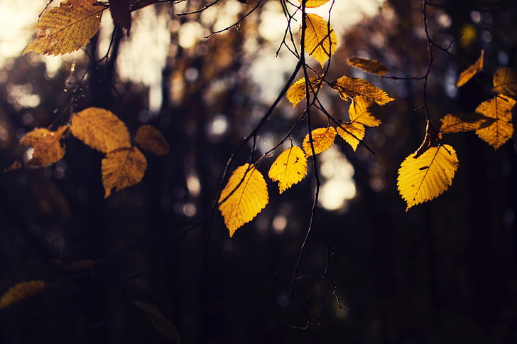 leaf, fall, autumn, trees, plant, forest, bokeh