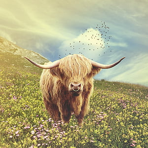 Bull, Photomanipulation, ko, ox, dyr, historie, fantasy