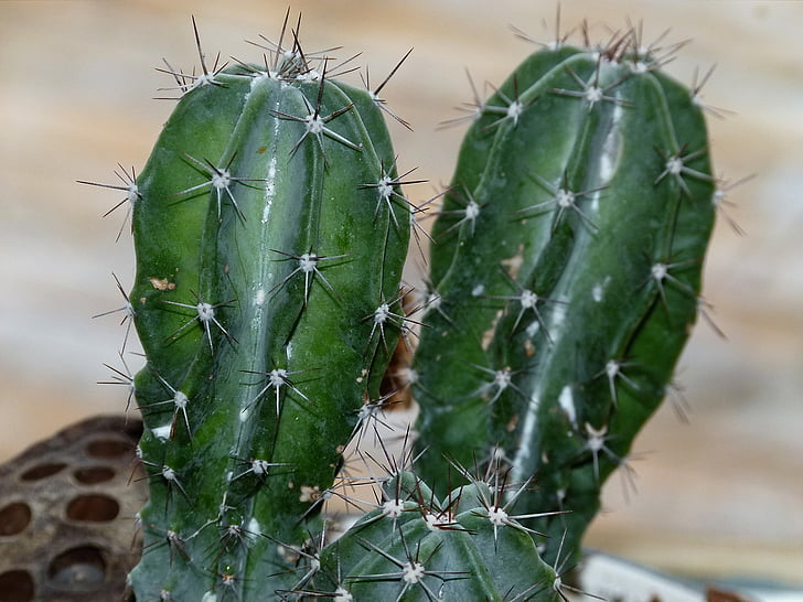 cactus, suculenta, naturaleza, planta, verde, desierto, verano