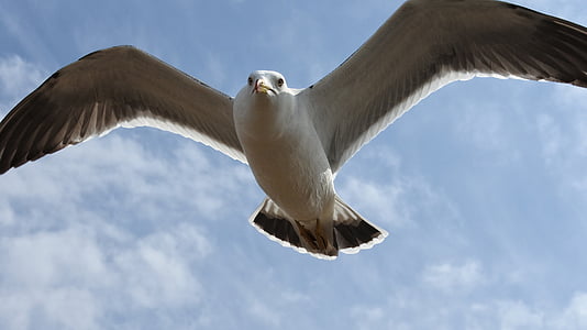 animal, sky, cloud, sea gull, seagull, seabird, wild animal