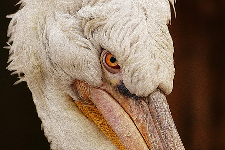 pelikan, bird, nature, water bird, waterfowl, birds, animal