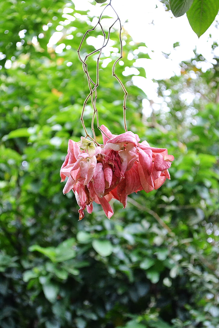 musunda, fleur rose, couleur rose, nature, plante, végétation, Mawanella