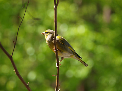 greenfinch, burung, chloris chloris, hewan, alam, Fink, hijau kuning