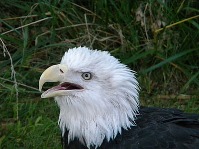 Eagle, águias-calvas, Eagles, Dom, símbolo, Estados Unidos, pássaro