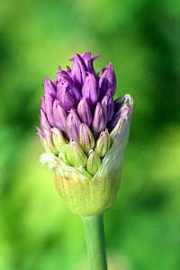puerro, cebolla ornamental, flor, floración, flor, allium gigante, púrpura