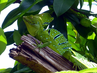 lizard, reptile, green, blue, costa rica, cahuita, animal