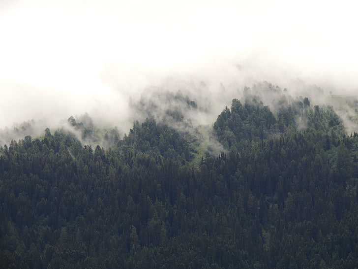 nature, landscape, green, trees, woods, forest, fog