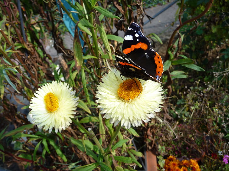 πεταλούδα, έντομο, λουλούδι, φύση, πεταλούδα - εντόμων, το καλοκαίρι