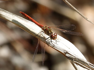 Dragonfly, Sympetrum striolatum, blad van de Libelle, tak, gevleugelde insecten, insect, natuur