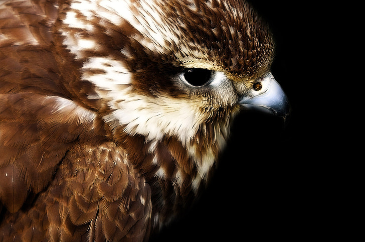 hawk, head, young, eye, gliding, fly, feathers